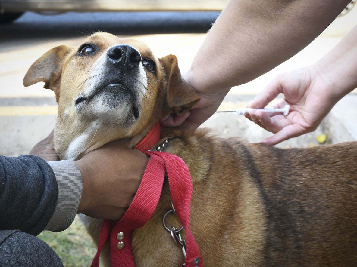 Perros peligrosos: la Municipalidad de Guaymallén tiene registro municipal y coloca un chip subcutáneo