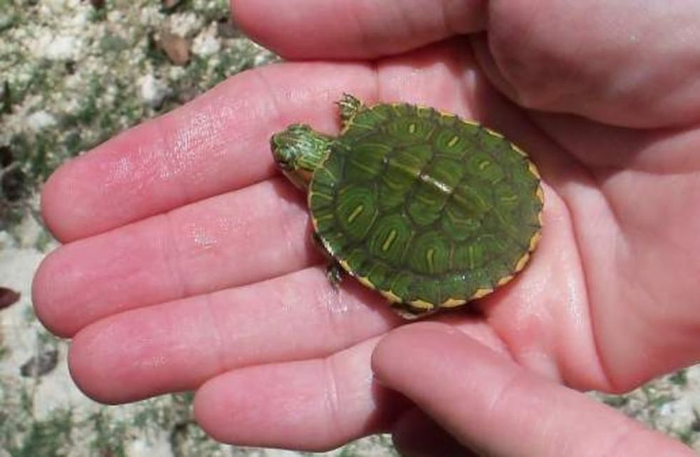 Salió a bailar con amigos y terminó en el hospital con una tortuga muerta en la vagina