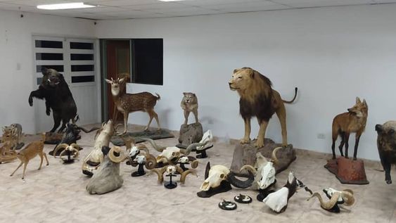 Osos y leones embalsamados y un tigre de mascota: impactantes historias del tráfico ilegal de fauna en Mendoza. Foto: Archivo Los Andes.