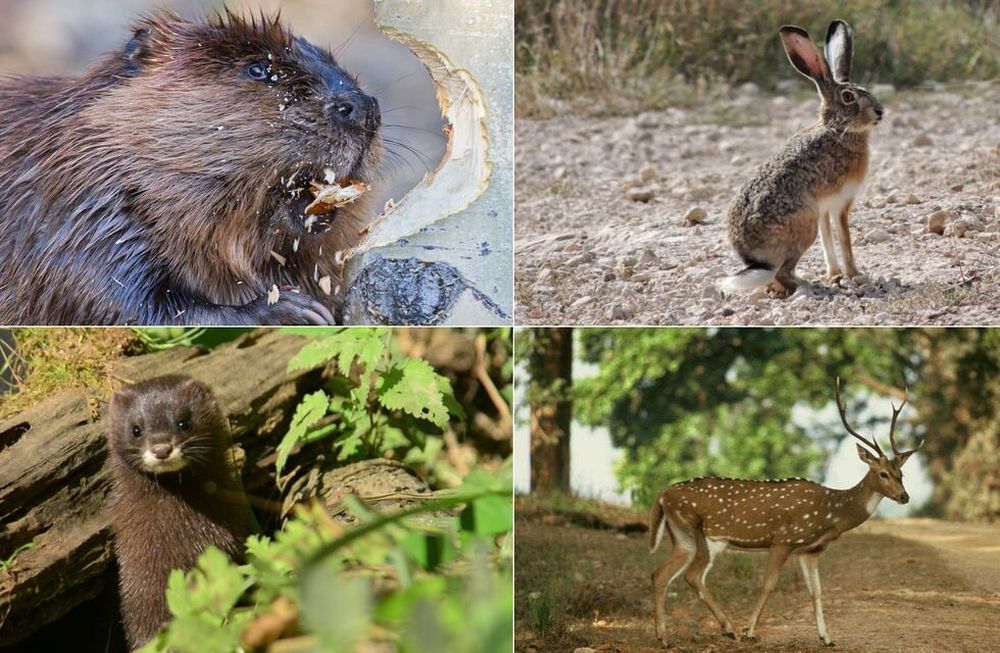 Invasiones biológicas: mamíferos exóticos en América, un peligro