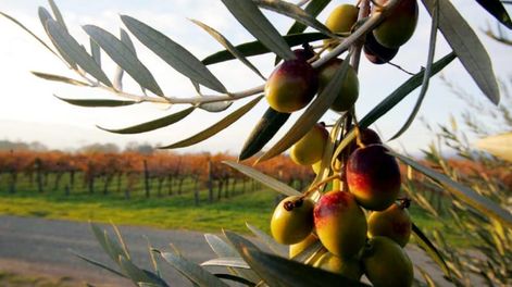 Los Andes | El año pasado, las exportaciones de aceite de oliva crecieron en volumen y en precio, pero desde el sector advierten de los desafíos para el largo plazo