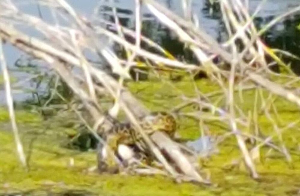 Una anaconda de 2 metros siembra el terror en un lago de Alemania