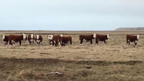 Preocupa la posible revisión de la barrera sanitaria del río Colorado