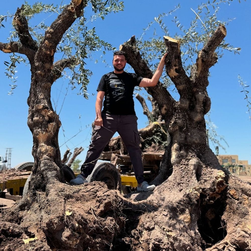 Rescatan de la tala los olivos centenarios de Mendoza. (Gentileza) 
