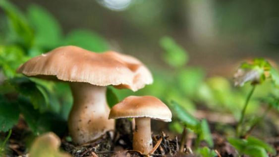 Comprender su origen ayuda a tomar medidas preventivas y evitar que regrese con el tiempo cerca de las plantas.