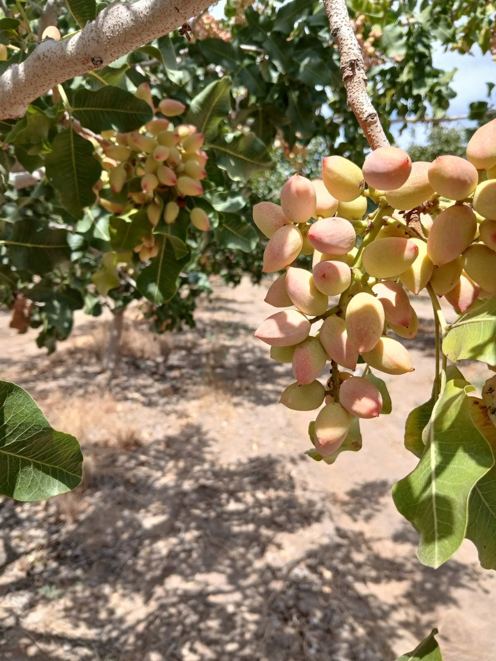 Los frutos secos ya representan la principal alternativa agrícola de la provincia y el pistacho aparece como el cultivo con mayor proyección. (Gentileza) 