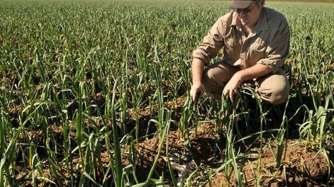 El Ejecutivo transfirió $1.134 millones a productores de San Martín, Rivadavia, Junín, La Paz y Santa Rosa para paliar los daños por heladas y granizo.