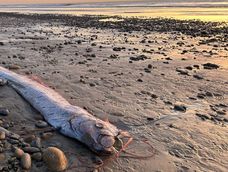 Peces del fin del mundo aparecieron en México. Peces del fin del mundo aparecieron en México.