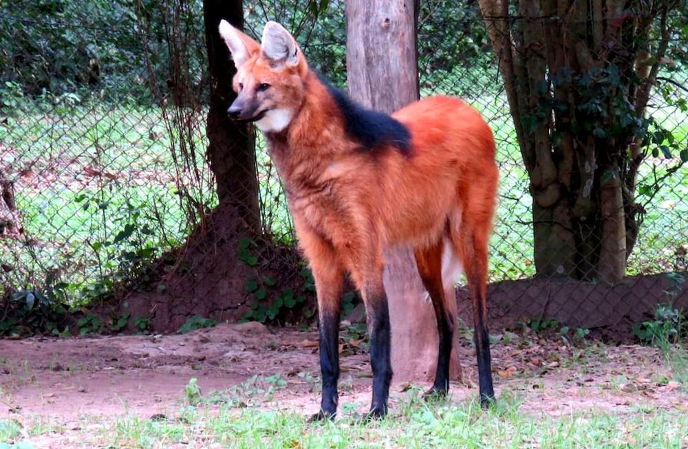 Un aguará guazú escapó de los incendios y terminó en la puerta de un shopping