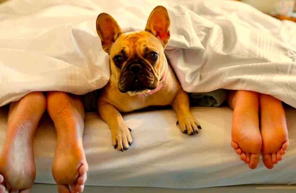 Dormir con el perro: ¿bueno o malo?