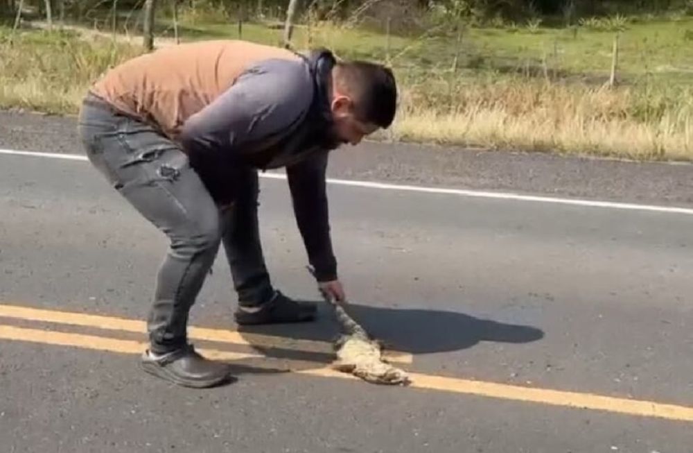 Intentó rescatar a un lagarto en plena ruta paraguaya y fue atropellado