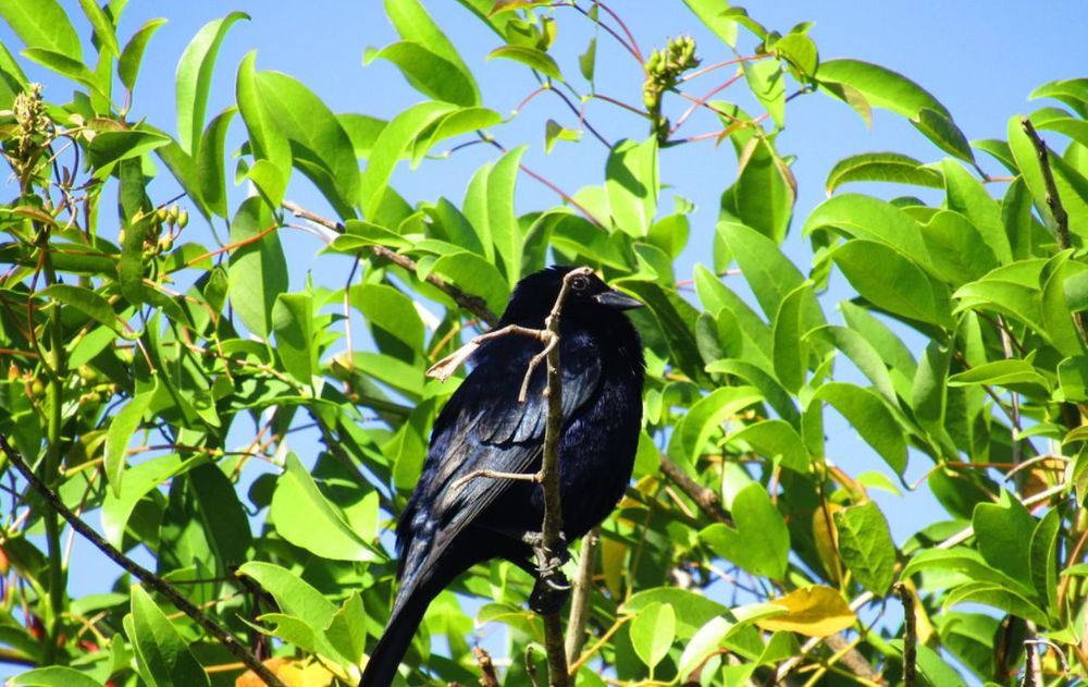 Los pájaros necesitan un refugio natural abierto para la reproducción saludable del jardín.