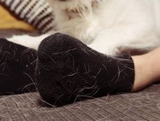 No es magia, pero es un truco que elimina el pelo de perro en la ropa en segundos.