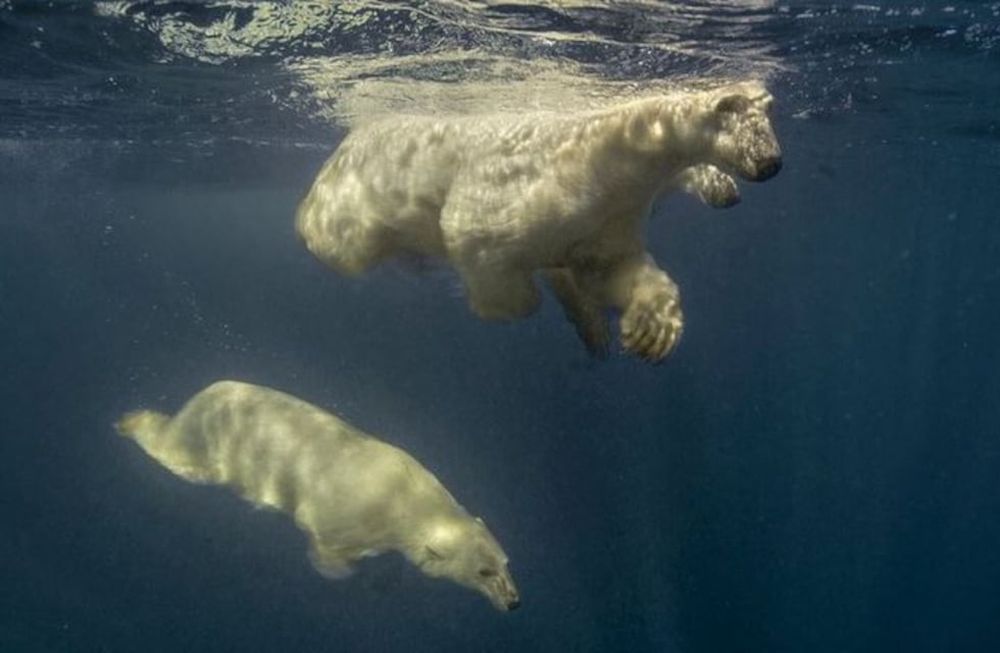 Un fotógrafo logró su “sueño loco” de nadar con osos polares
