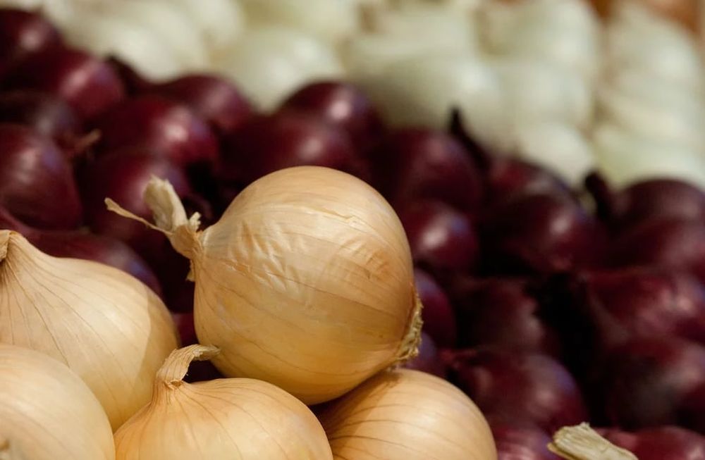 La cebolla fue el producto mendocino que más reuniones de negocios logró en la en la Feria Fruit Logistica, en Berlín. Foto: Web