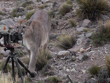El puma fotógrafo: divertida secuencia de fotos de un puma mirando por una cámara en medio de la cordillera. Foto: Gentileza @cuyo.birding.3