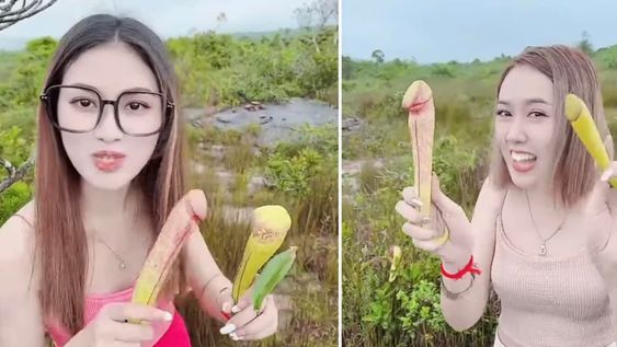 Mujeres arrancaron unas plantas por su forma fálica para burlarse y generaron polémica: es una especie en peligro de extinción