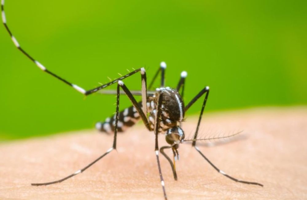 La dengue est une maladie virale transmise par la piqûre du moustique Aedes aegypti.