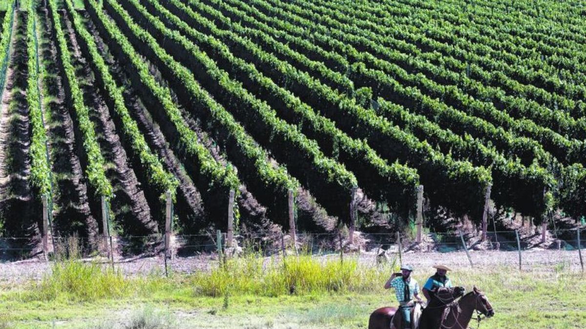 Urgen grandes cambios en la industria de la vid
