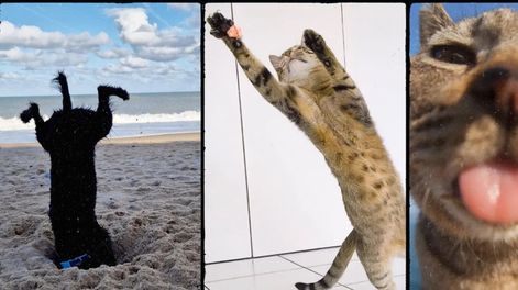 Miles de mascotas participan por el gran premio para sus dueños. Foto: Comedy Pet Photography Awards