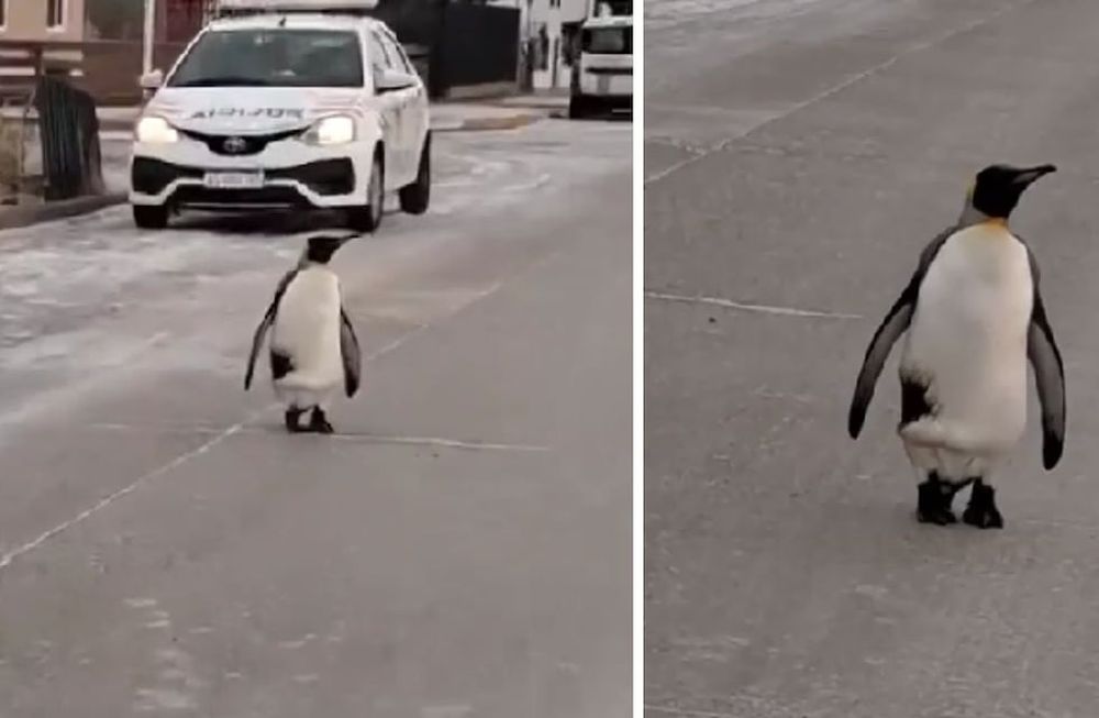 En medio de la ola polar, un pingüino sorprendió a una vecina que transitaba por las calles de Río Grande