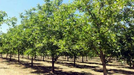 El INTA brinda mañana tres conferencias sobre viticultura, riego de olivos y poda de nogales