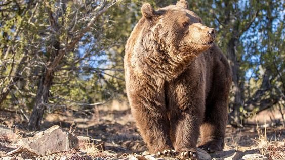 Oso mendocino en el Santuario de Estados Unidos