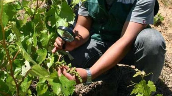 Senasa ya lanzó el primer alerta para el control químico-biológico de la polilla de la vid y los productores deberán efectuar la primera aplicación de los productos fitosanitarios cuando el cultivo presente racimos florales visibles.