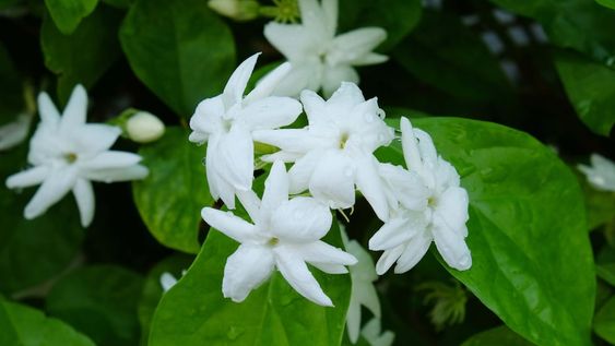 Originario del Himalaya, este encantador jazmín florece en primavera-verano y crece a gusto en jardines y balcones protegidos del frío.