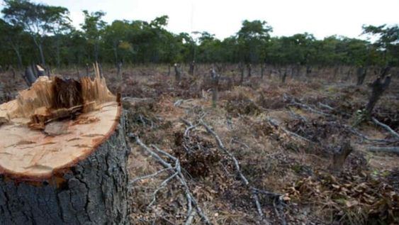 DESMONTE. Actualmente se conserva el 27 por ciento de la superficie originalmente ocupada por bosques nativos en Argentina. (Fundación Vida Silvestre)