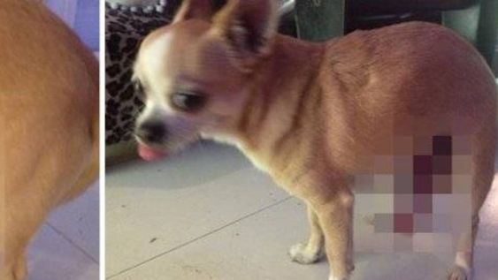¿Buen gusto? Moria Casán subió una foto de su perro excitado