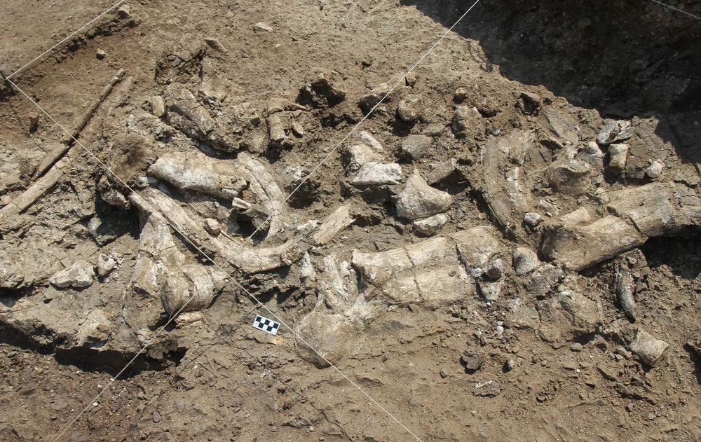 El hallazgo de estas herramientas amplía el mapa de la inteligencia prehistórica.