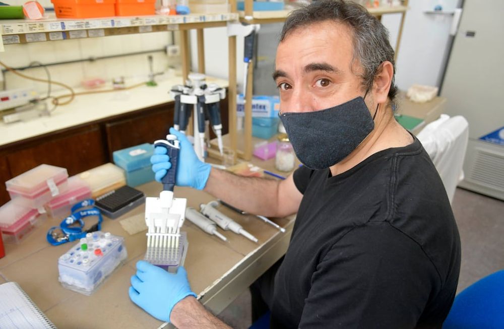 El ingeniero agrónomo Sebastián Gómez Talquenca, especialista en virología, trabaja en el laboratorio del INTA. Foto : Orlando Pelichotti / Los Andes
