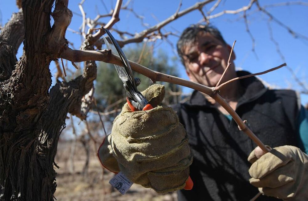 Aunque las contingencias climáticas afectaron a los viñedos, esto puede volver más trabajosa la tarea de preparar las plantas para la próxima temporada. Foto: José Gutiérrez /  Los Andestrabajo rural, poda de vid