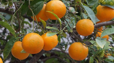 El árbol que da frutas y es significado de abundancia.&nbsp;
