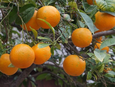 El árbol que da frutas y es significado de abundancia.&nbsp;