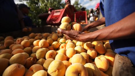 La ley de contrato de fruta tiene como objetivo proteger los intereses de los productores, el eslabón más débil de la cadena.