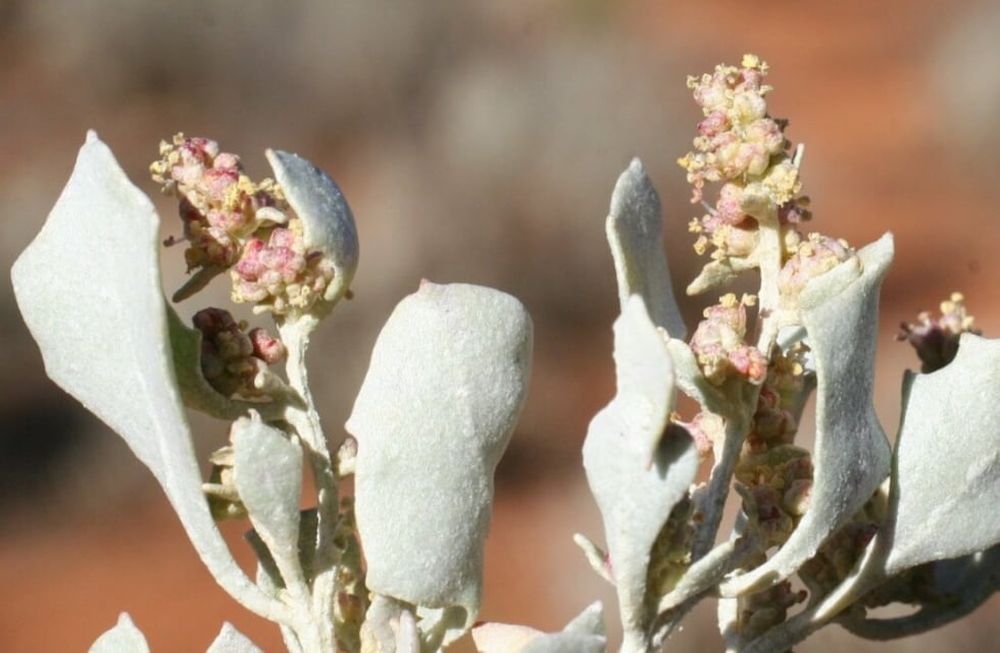 Especialistas del INTA La Rioja proponen contar con una reserva forrajera de esta planta arbustiva, debido a que está adaptada al ambiente.