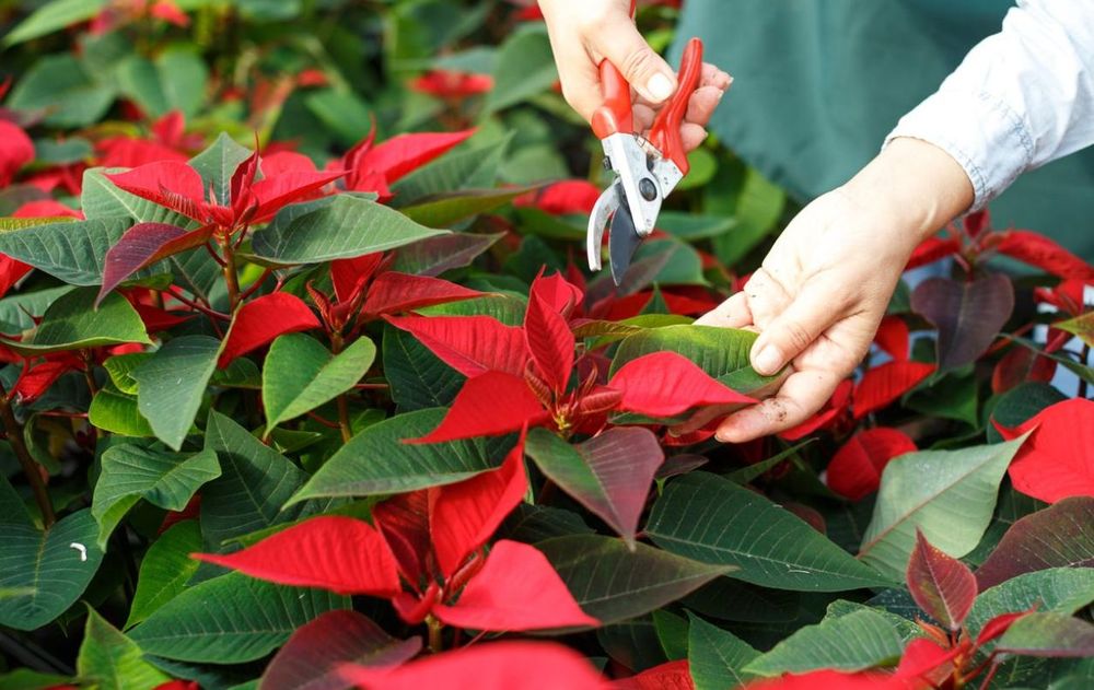 Cortá las ramas de tus plantas y árboles en invierno según la especie.