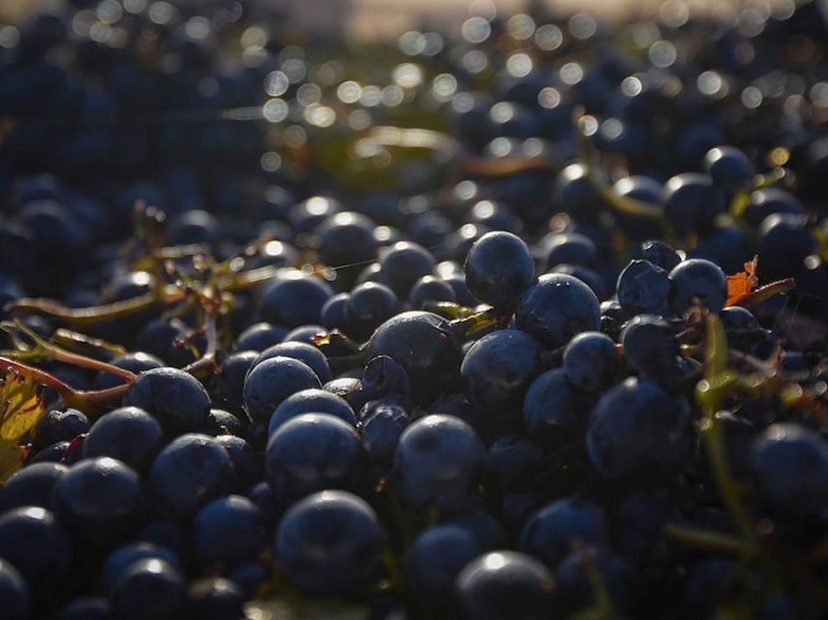 El Malbec cuenta con más de 40.000 hectáreas actualmente.&nbsp;&nbsp;