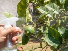 como preparar un repelente natural para proteger tu limonero o naranjo de la mosca blanca y de acaros