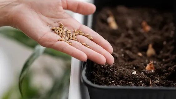 9 semillas que germinan en pocos días y son ideales para impacientes.