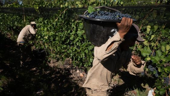 Los gobiernos nacional y provincial plantean herramientas para mejorar la cantidad de personas en la cosecha. Foto: Ignacio Blanco / Los Andes