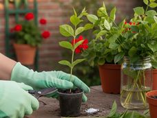 multiplica tu jazmin: como y cuando reproducir esta planta sin danarla, para tener mas jazmines o para regalar