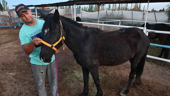 Estrella fue rescatada por la ONG Pempa, que trabaja contra el maltrato a los caballos. Rubén, uno de los voluntarios del lugar, atiende a la yegua. | Foto: José Gutiérrez / Los Andes
