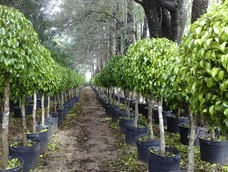 Este árbol ofrece sombra todo el día, no ensucia y resiste a la sequía.