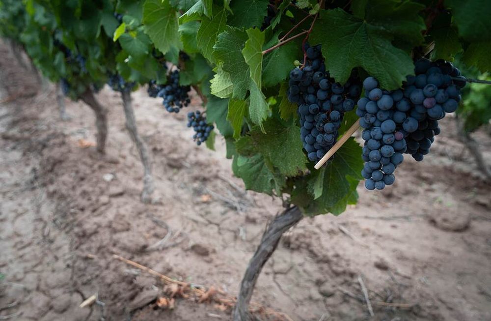 Enólogos de diferentes puntos de la provincia, sostienen que la calidad de esta cosecha es sobresaliente. Una primavera más fría contribuyó al desarrollo de aromas y a los precursores de taninos.  / Foto: Ignacio Blanco / Los Andes