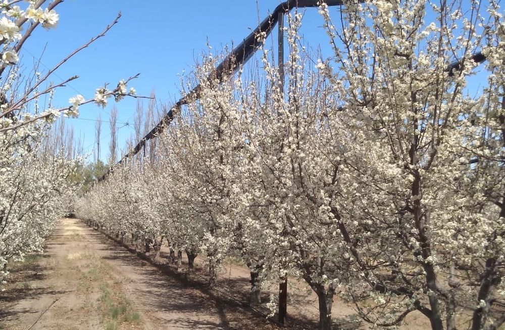Los problemas que estamos viendo en almendros, podrían tener el mismo origen por las características del invierno que hemos tenido, sostuvo Belén Bobadilla.