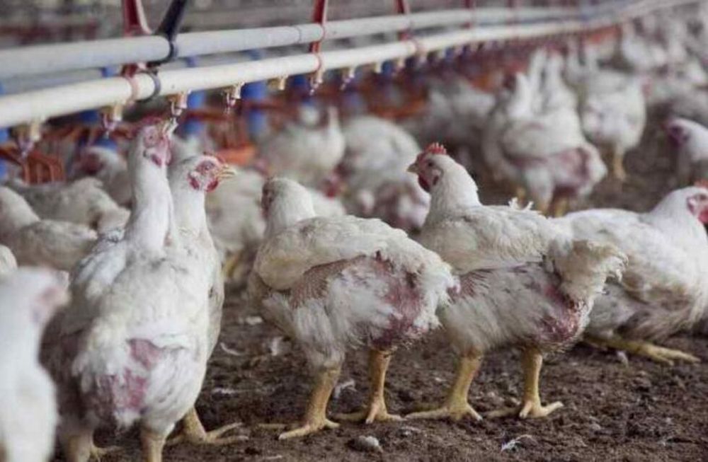 El 95% de la nutrición de los pollos es a base de maíz y soja, por lo que el fuerte aumento que tuvieron estos granos impacta en la ecuación del negocio avícola.