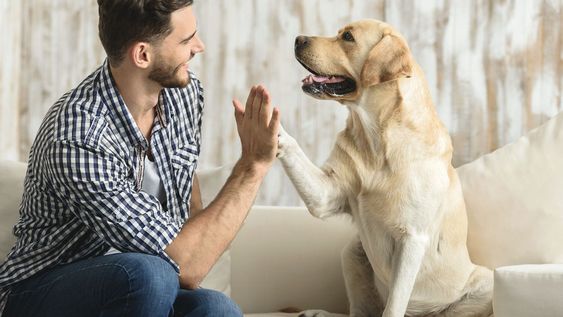 Seguí estos pasos sencillos para controlar la hiperactividad de tu perro.